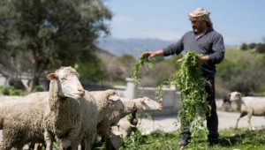 İzmir'de kuraklığa ve susuzluğa dayanıklı yem bitkileri üretiliyor