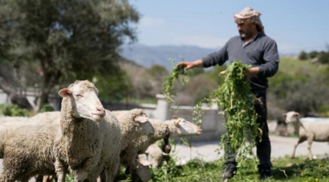 İzmir'de kuraklığa ve susuzluğa dayanıklı yem bitkileri üretiliyor