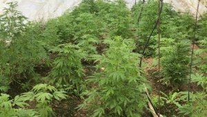 İzmir'de seralara baskın! 201 kök Hint keneviri ele geçti