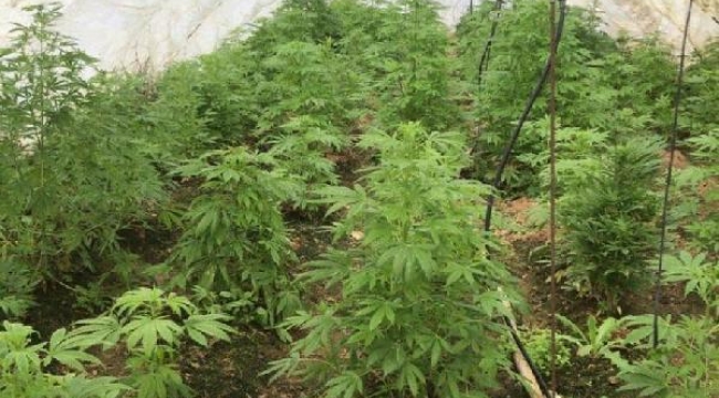 İzmir'de seralara baskın! 201 kök Hint keneviri ele geçti