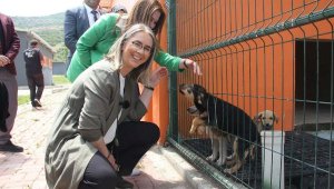 İzmir'de sokak hayvanları için mama üretim tesisi ve mobil klinik kurulacak