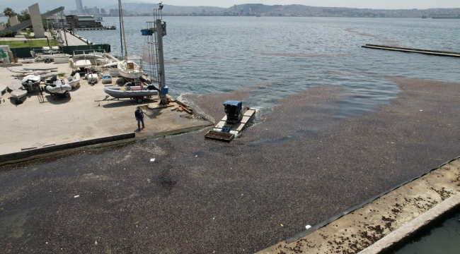 İZSU ekipleri, Bostanlı sahilinde deniz marulu temizliği yaptı