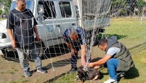 Kale filesine dolanan sokak köpeği kurtarıldı