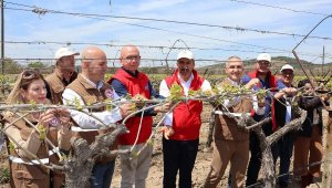 Manisa'da üreticilere 50 bin adet biyoteknik tuzağı dağıtıldı