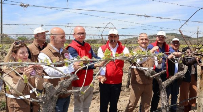 Manisa'da üreticilere 50 bin adet biyoteknik tuzağı dağıtıldı