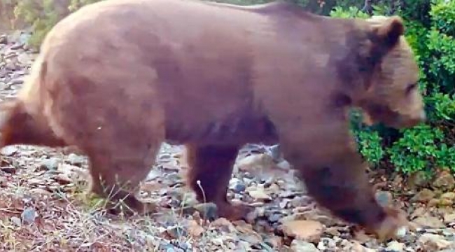 Marmaris'te yangının ardından yeşeren ormanda, bozayı görüntülendi