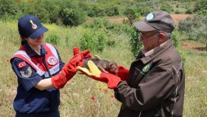 Muğla'da aç kaldığı için bitkin düşen yavru çakal, koruma altına alındı