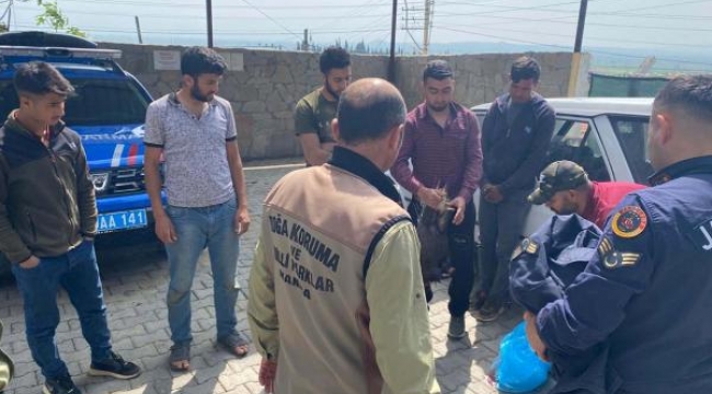 Pitbull ile oklu kirpi avladılar! 6 kişiye 138 bin lira ceza kesildi