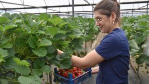 Torbalı'nın çilekleri dünyanın dört bir yanında