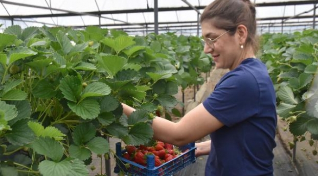 Torbalı'nın çilekleri dünyanın dört bir yanında