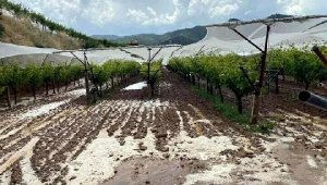 Üzüm üreticilerinden doluya karşı 'tül' önlemi