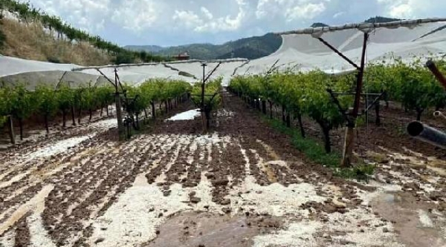 Üzüm üreticilerinden doluya karşı 'tül' önlemi