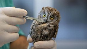 Yaralanan yavru 'kulaklı orman baykuşu' tedavi edildi