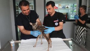 Yavrusu karaca koruma altına alındı