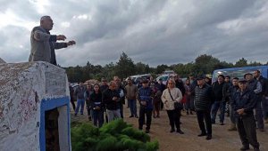 Zeytin ağaçlarına mahkeme koruması!