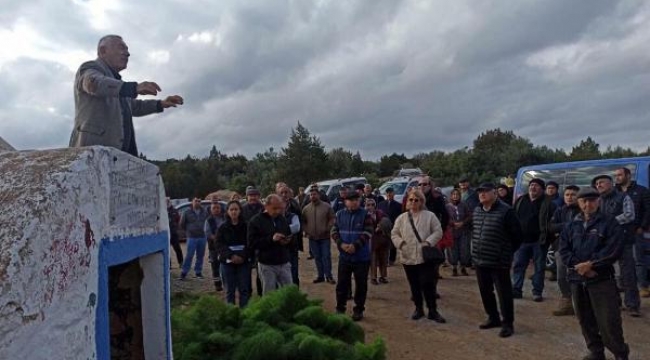 Zeytin ağaçlarına mahkeme koruması!