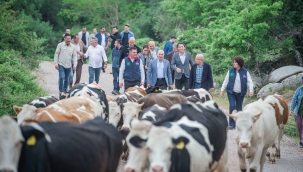 11 bin küçükbaş ve 4 bin büyükbaş hayvan Çamavlu Merası'nda