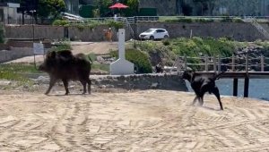 Bodrum'da iki yaban domuzu plaja indi