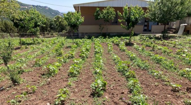 Bornova Belediyesi'nden tohumdan tezgaha tarımsal destek