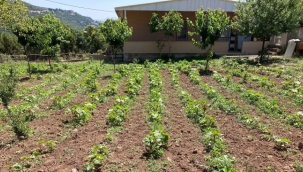 Bornova Belediyesi'nden tohumdan tezgaha tarımsal destek