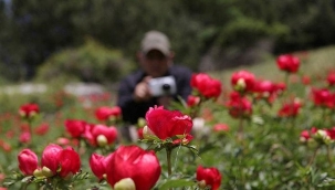 Bu çiçeği koparın da görelim! 244 bin lira cezası var