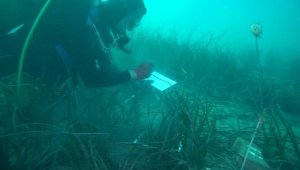 Çanakkale Boğazı'nda deniz çayırlarının azalması biyoçeşitliliği tehdit ediyor