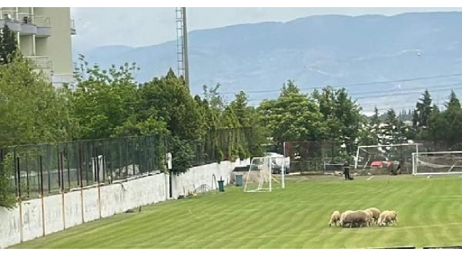 Denizlispor'da koyunlar otluyor
