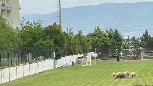 Denizlispor'da koyunlar otluyor