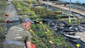 Edremit  Belediyesi'nin ata tohumu projesi sürüyor