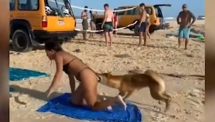 Güneşlenen kadının kalçasını ısırdı