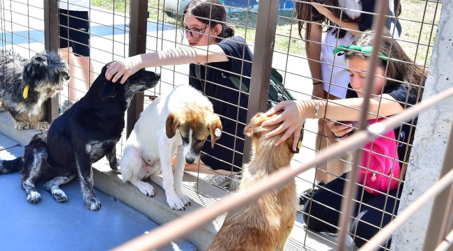 İzmir'de düzenlenen Pakofest'te, kedi ve köpekseverler buluştu