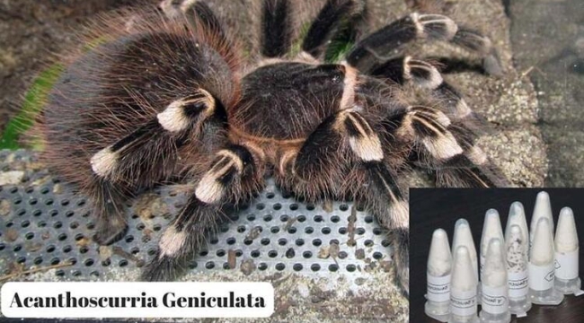 Kargo paketinde 76 tarantula ele geçirildi