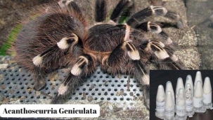 Kargo paketinde 76 tarantula ele geçirildi