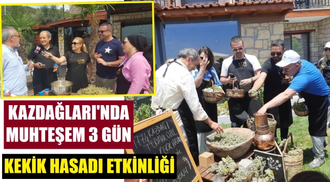 Kazdağları'nda kekik hasadı