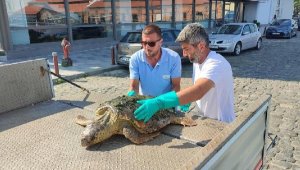 Körfez'de yaralı 'caretta caretta' bulundu