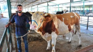 Kurban pazarının en büyüğü 'Irmak', 120 bin liraya alıcısını bekliyor