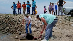 Kuşadası'nda 6 ölü yunus sahile vurdu