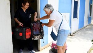Kuşadası'nda 5 ayda 1877 sokak hayvanı kısırlaştırıldı