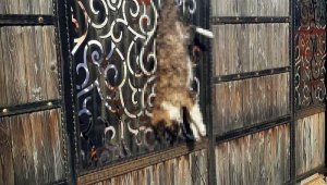 Manisa'da bağ evinin kapısına asılı ölü köpek bulundu