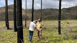 Marmaris'te yanan alanlarda denenen teknik ile orman yeşerdi