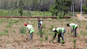 Marmaris'te yangın sonrası yeniden yeşeren alan havadan görüntülendi