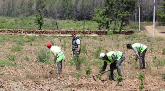 Marmaris'te yangın sonrası yeniden yeşeren alan havadan görüntülendi