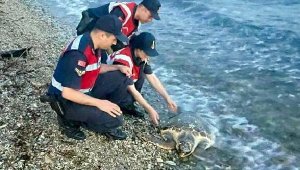 Muğla'da yaralı bulunan caretta carettaya tedavi