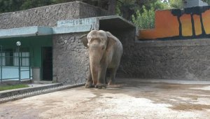 Pak Bahadır, müzede yaşatılacak