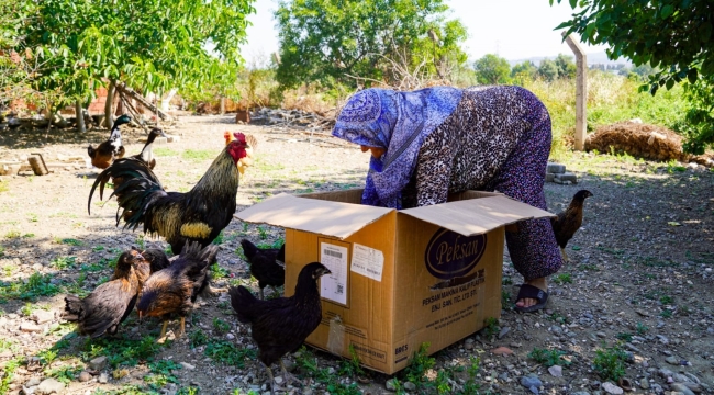 Seferihisar'da çiftçilere ücretsiz tavuk
