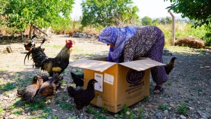 Seferihisar'da çiftçilere ücretsiz tavuk