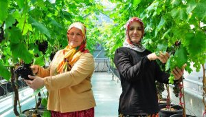 Sezonun ilk üzüm hasadı Manisa'da kapalı sistem serada yapıldı