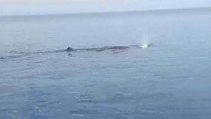 Tekne turuna çıkanlar balina görüntülediler