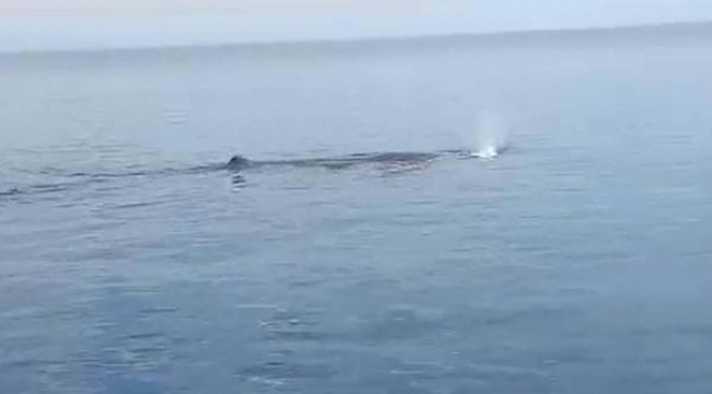 Tekne turuna çıkanlar balina görüntülediler