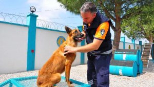 Terk edilen köpek meslek sahibi oldu!